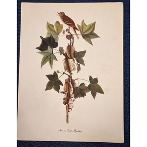 Audubon Birds of America Alder Flycatcher Roger Tory Peterson Lithograph Print